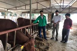 Ba Vì: Đề cao cảnh giác với bệnh nổi cục trâu, bò