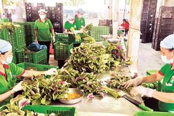 Xây dựng mô hình hợp tác xã nông nghiệp liên kết theo chuỗi