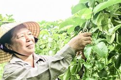 Nữ bí thư 'Dân tin, Đảng cử'