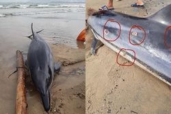Đà Nẵng: Phát hiện xác một cá thể cá heo bị thương dạt vào bờ biển