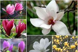 Bật mí về hoa mộc lan chơi Tết đang gây sốt thị trường