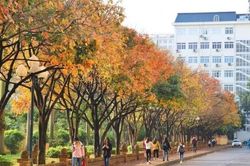 Sốt xình xịch con đường lá vàng đẹp tựa phim, vạn góc sống ảo ngay ngoại thành Hà Nội