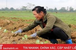Vựa rau màu TX Kỳ Anh tất bật xuống giống vụ đông