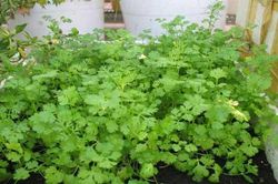 Bí kíp trồng rau mùi trong chậu chỉ với 20 ngày