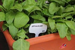 Kỹ thuật trồng rau chân vịt trong chậu xanh tươi mỡ màng