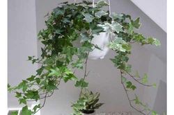 Kỹ thuật trồng cây thường xuân đẹp nhà, giải độc không khí