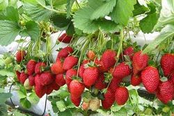 Kỹ thuật trồng cây dâu tây trong chậu cho cả nhà ăn trái quanh năm