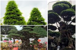 Ngã ngửa giá những cây cảnh 'khủng' nhất Việt Nam