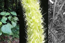 Loài cây gây ra những cơn đau dữ dội cho người chạm vào