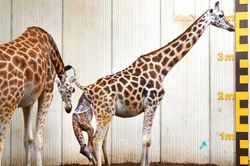 Khám phá một ca sinh nở của hươu cao cổ