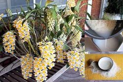 Dùng thứ này tưới hoa cây lên xanh tươi, hoa đẹp rực rỡ ai cũng mê