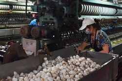Giá kén tằm, ớt chuông tăng 5.000- 15.000 đồng/kg