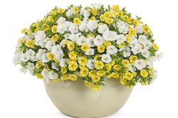 Tử vi hôm nay 29/11 của 12 cung hoàng đạo: Bảo Bình có thể mắc sai lầm trong công việc