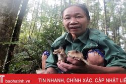 Mùa săn nấm mối ở miền núi Hà Tĩnh