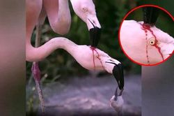 Sự thật về việc hồng hạc mổ đầu nhau lấy máu nuôi con