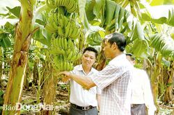 Đảng bộ huyện Thống Nhất: Nỗ lực thực hiện nhiệm vụ chính trị địa phương