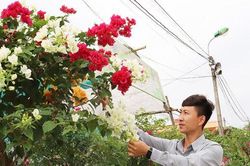 Làng hoa, cây cảnh ở Quảng Ninh rộn ràng vào vụ Tết