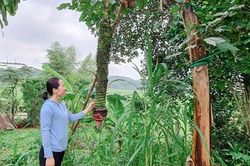 Kỳ lạ buồng chuối hơn 100 nải ở Hương Sơn