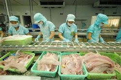 Khó khăn vẫn bủa vây cá tra sang Trung Quốc