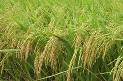 Giá lúa gạo hôm nay ngày 1/12: Giá lúa gạo tiếp đà tăng mạnh