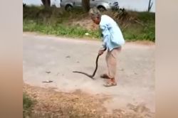 Cụ bà 74 tuổi tay không quật chết rắn giữa đường