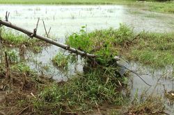 Dọn vệ sinh ruộng sau lũ, một phụ nữ bị điện giật tử vong