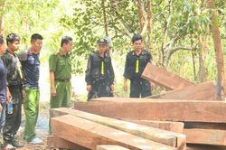 Bắt nguyên giám đốc công ty lâm nghiệp để mất rừng