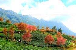 Mê hồn hoa mai anh đào nở rực hồng ở Sapa