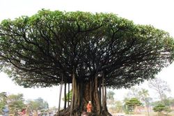 Mãn nhãn sanh cổ 'Nhất tọa kinh thiên' định giá lên đến 11 tỷ đồng