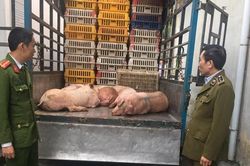 Ngăn chặn 300kg lợn sống bị nhiễm tả lợn châu Phi trên đường đi tiêu thụ