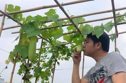 Mướt mắt vườn rau sạch trên sân thượng nhà ca sĩ Trọng Tấn