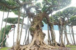 Ngỡ ngàng ngắm bộ ba cây cảnh được 'hét giá' hơn 1 triệu USD