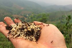 Kỳ lạ trứng kiến gai đen trái mùa hét giá gần triệu đồng/kg vẫn được bà nội trợ sành ăn 'móc hầu bao'