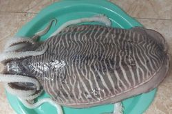 Loại mực nổi vân lạ trên mai, nặng tới 2kg/con về chợ Hà Nội