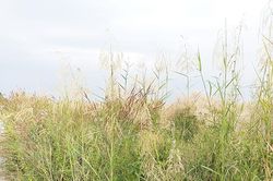 Mùa bông sậy trổ hoa…