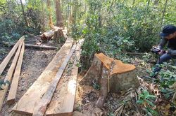 Cánh rừng bạch tùng trăm tuổi bị 'xẻ thịt'