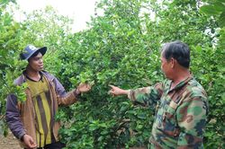 Hương chanh thơm đất Liêng Srônh