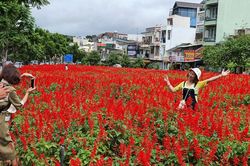 Trồng 45.000 cây hoa chuông đón tết