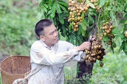 Cựu chiến binh làm kinh tế giỏi