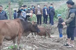 Vân Hồ: Tiêu hủy 46 con bò bị mắc bệnh viêm da nổi cục