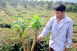 Thận trọng khi chuyển đổi trồng bưởi da xanh