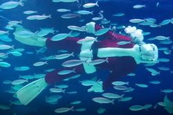 Ông già Noel bơi lội trong thủy cung ở Nhật Bản