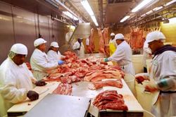 Giá heo hơi hôm nay 5/12: Miền Nam giảm sâu, miền Bắc dưới ngưỡng 70.000 đồng/kg