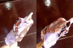 Cắn ngập răng cây kem, cô gái xém 'ngất xỉu' khi phát hiện có gián bên trong