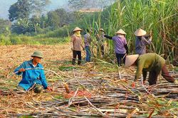 Bảo vệ lợi ích chính đáng của ngành mía đường