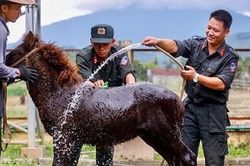 Trải nghiệm lạ ở Đoàn Kỵ binh