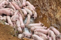 Triệu tập người đổ trộm đàn lợn nghi nhiễm dịch bệnh