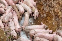Thanh Hóa: Triệu tập người đàn ông vứt bỏ đàn lợn 83 con nghi nhiễm bệnh ven đường