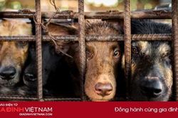 Một triệu chữ ký để chấm dứt nạn buôn bán thịt chó mèo ở Đông Nam Á
