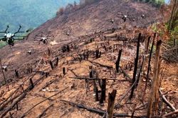 Máy bay không người lái Mỹ rải hạt giống, trồng lại rừng bị cháy